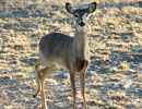 Young deer standing in a sunlit clearing