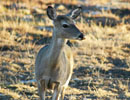 Young deer standing in a sunlit clearing