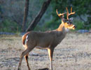 Backlit antlered deer in an open field