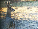 Young deer in deep shade with bright sunlight behind