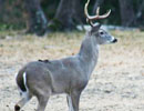 Antlered deer in side profile near a tree