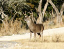 Deer standing among tall dry grasses