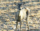 Young deer facing the camera in a dry clearing