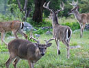 Small group of deer in a green wooded clearing