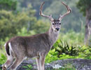 Antlered deer walking through green plants