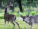 Two antlered deer beside a tree trunk