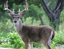 Antlered deer looking toward the camera in green woodland
