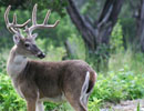 Antlered deer looking toward the camera in green woodland