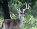 Antlered deer looking toward the camera in green woodland