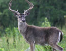 Antlered deer standing alert among green plants and trees