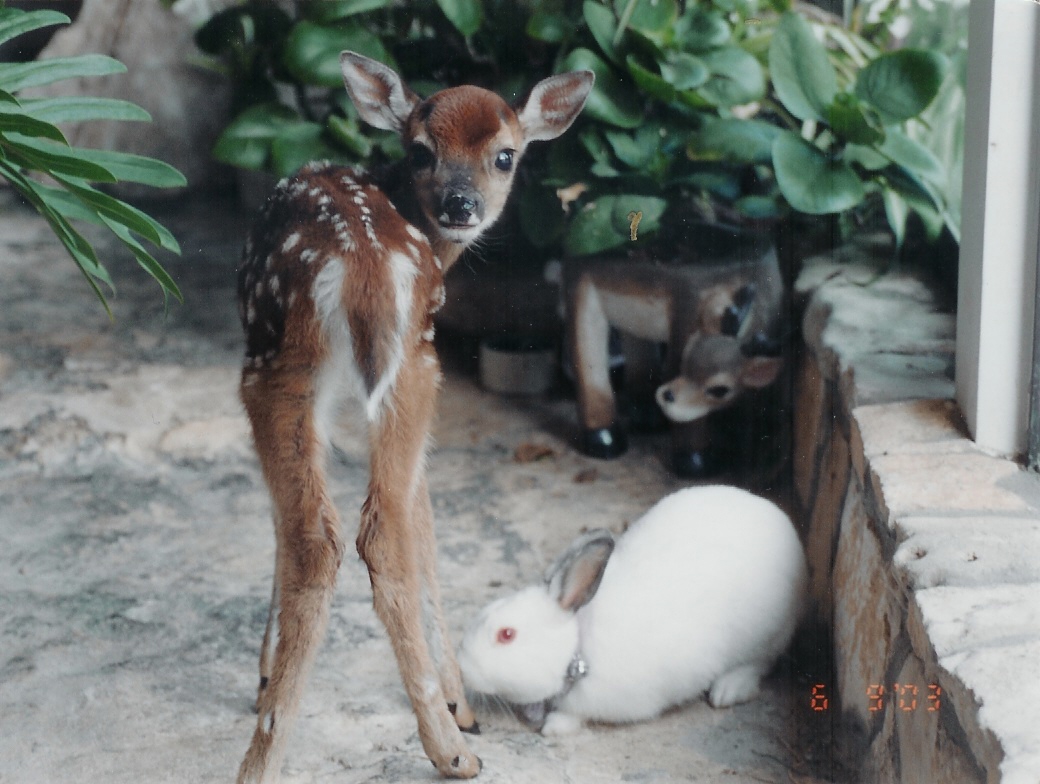 Young spotted deer looking back beside a white rabbit