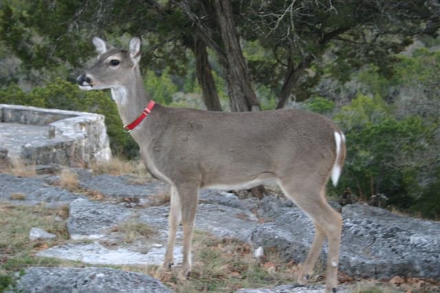 Deer wearing a red collar standing among rocks and trees