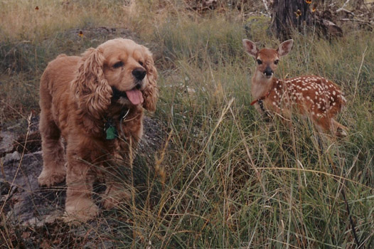 Golden-colored dog sitting beside a spotted fawn in tall grass