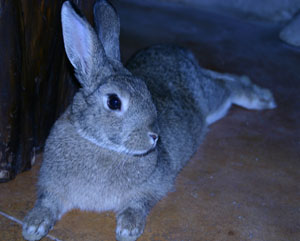 Gray rabbit looking toward the camera