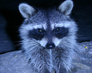 Close-up of a raccoon's face