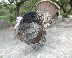 Male turkey displaying a fanned tail